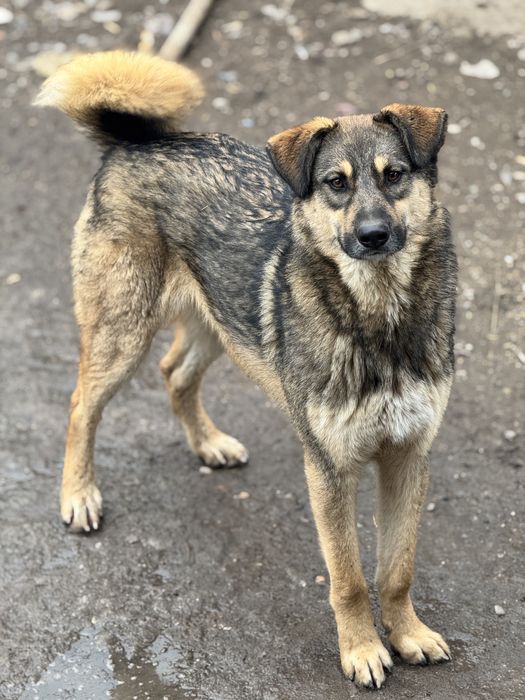 Крупный пёс Макс ищет хозяев!