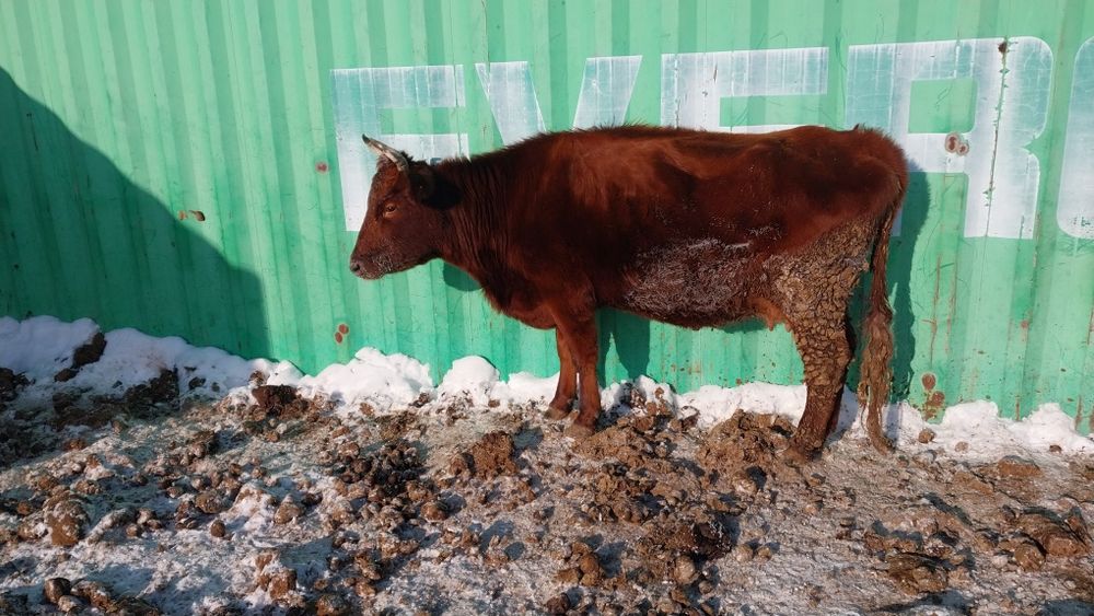 Сыйыр сатылады екі бызауларымен. Продам Корову с телятами