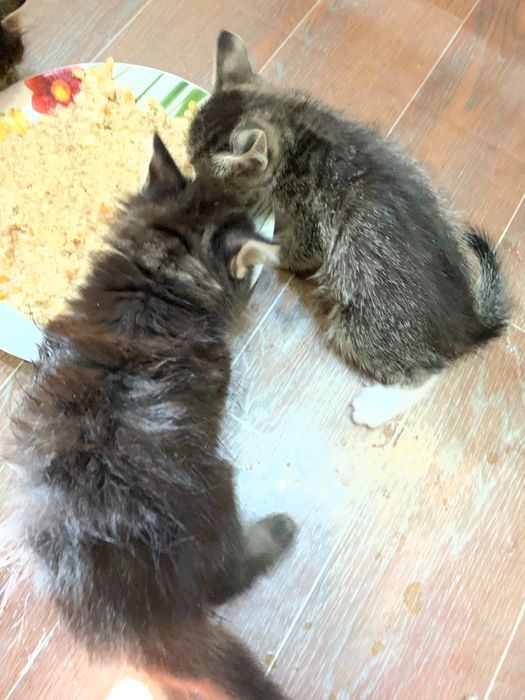 Отдам котят в добрые руки
