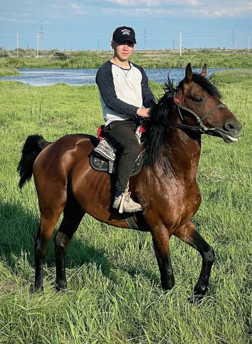 Айғыр сатылад 7 жасар