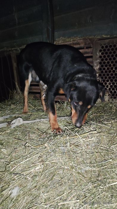 Як хароши собака