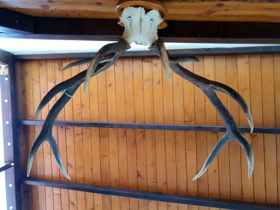 Trofeu cerb carpatin