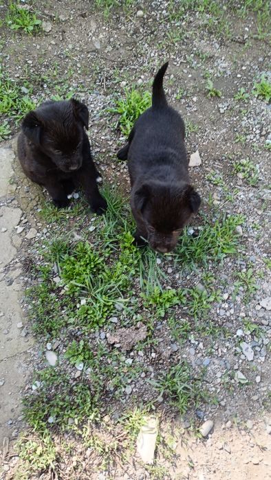 Щенки в добрые руки