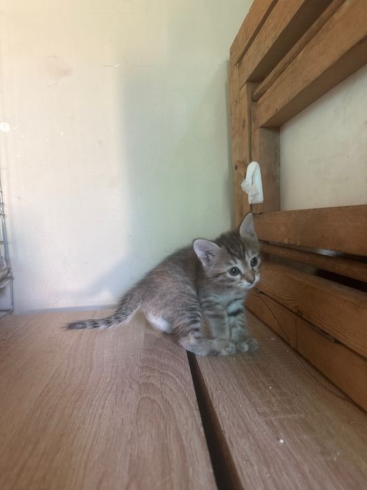 Uy mushukchalari toza soom uyda qaralgan 40 kunlik