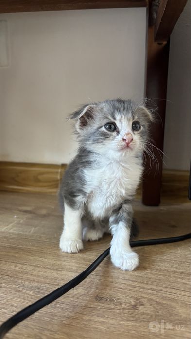 Шотландская вислоуха мальчик