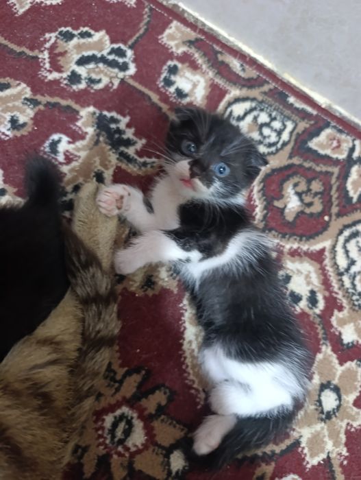 Шотландская веслоушка фолд