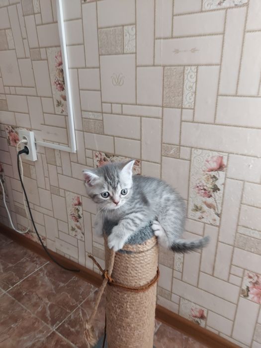Продаю породистых котят
