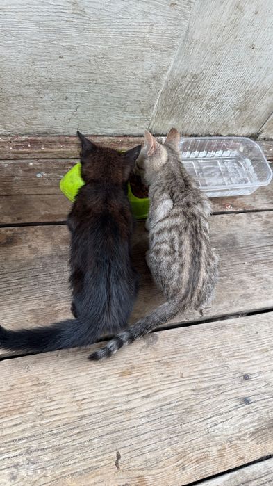 Отдам котят в добрые руки