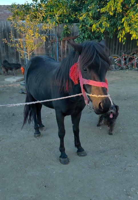 Vând poneița de trei ani gestanta acte în regula talie mare merge la atelaj cumințenie deosebita prietenoasa cu copii nu mușcă nu zvârle