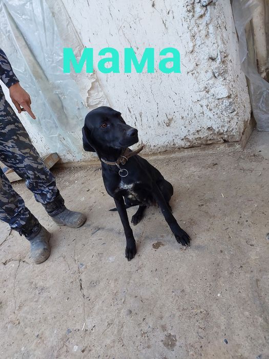 шенок питимесеный