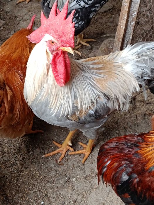 Продавам следните птици..