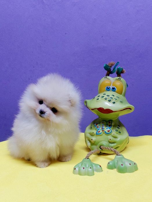 Девочка, померанский шпиц