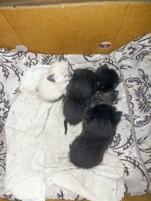 Котята по 1 месяцу