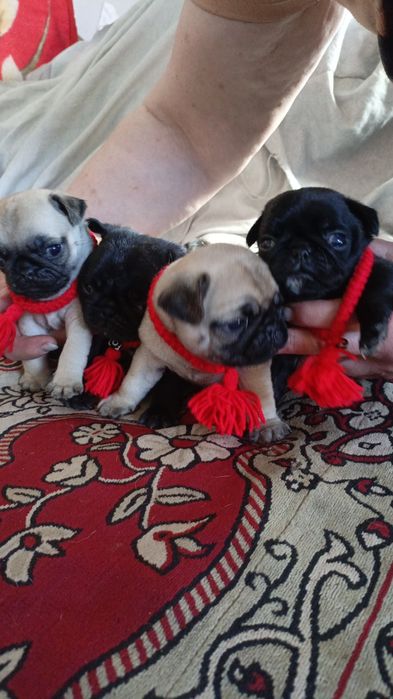 Продам щенков мопса