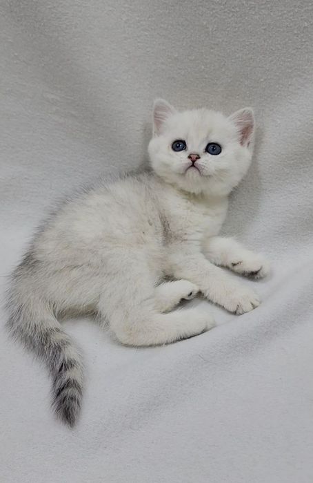Скоттиш страйт серебристая шиншила табби девочка
