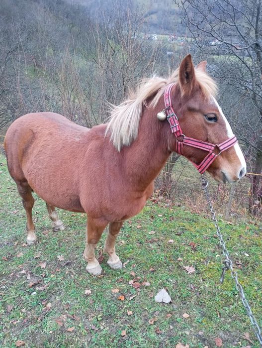 Mânz de vânzare de 1 an si jumătate