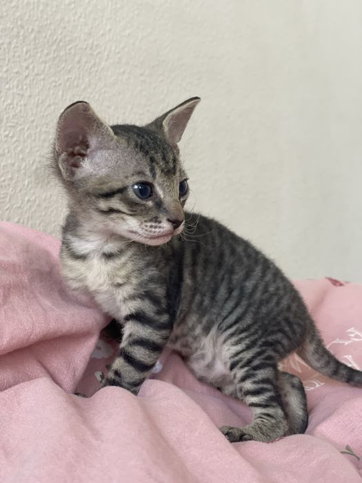 Раннее бронирование котят породы Сфинкс (1девочка)