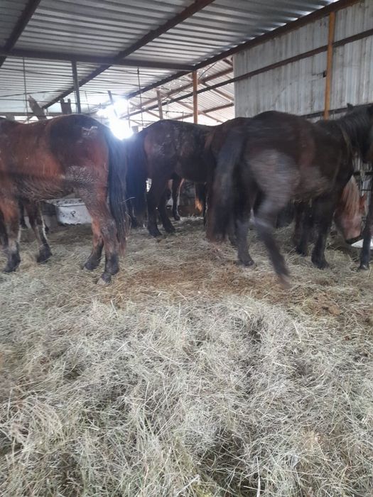 Жылкы Кунажын байталдар