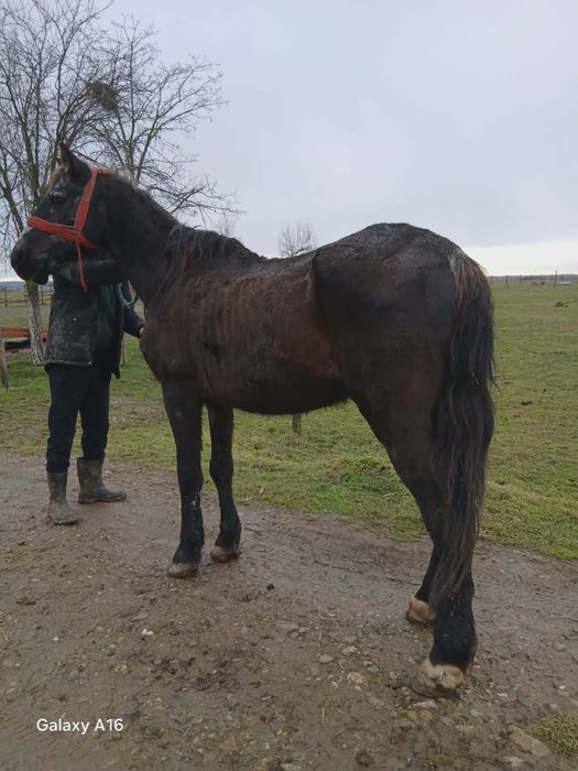 Vând sau schimb cal