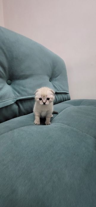 Чиройли мушук болачаси