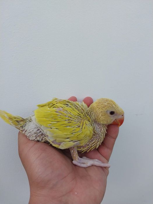 Papagali vorbitori Micul Alexandru pui crescuti la mana Alexander