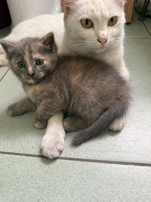 Продам котенка вислоухая