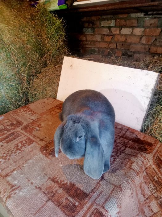 Продаются кролики