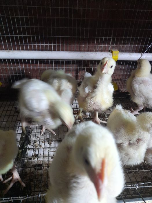 Vand pui toate roca 750g-15 cabir colorati450g-12