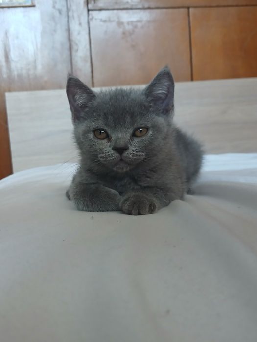 Британски котки 3 броя