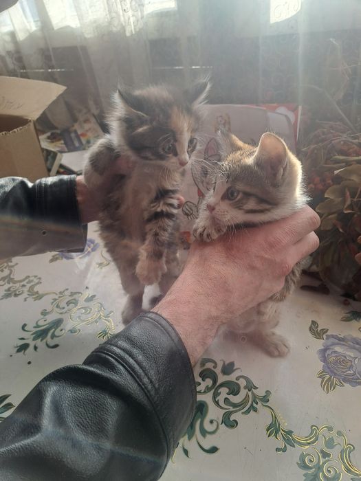 Отдам котят девочка и мальчик 2 месяца