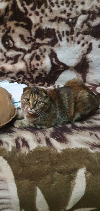 Пристраивается кошечка