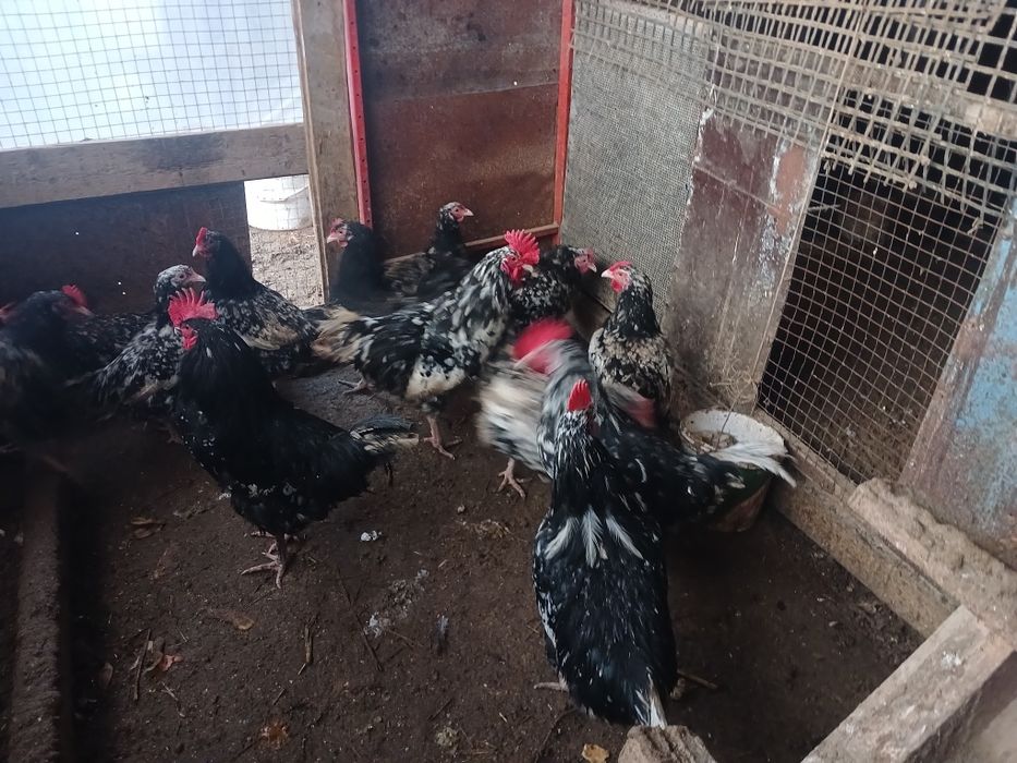 Австролорп порода