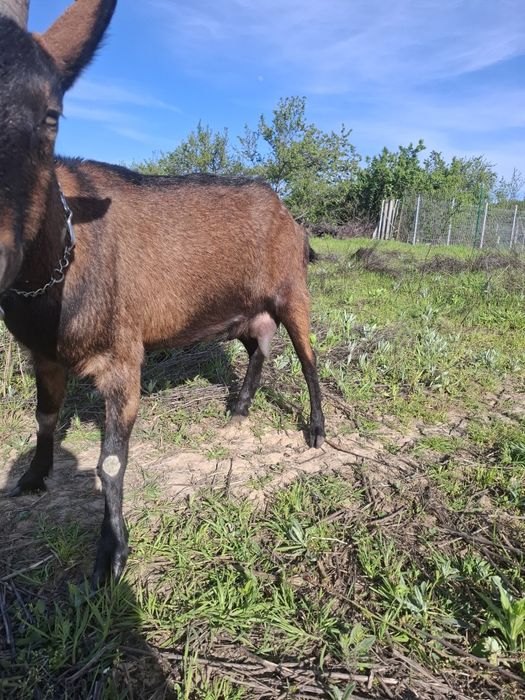 Vând capra alpina franceza