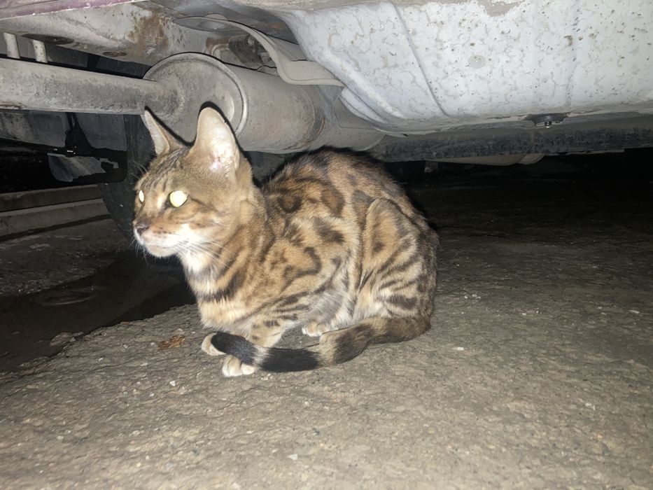 bengal mushugi kotta. бенгалскый кошка