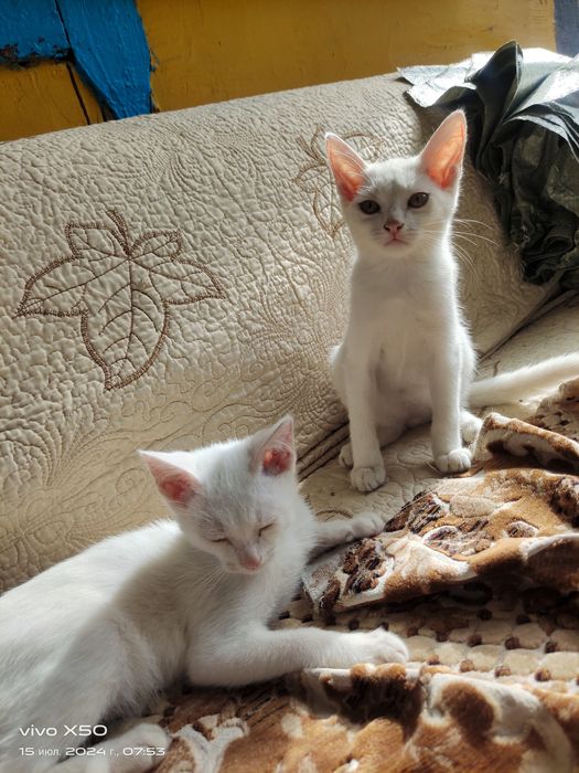 Отдам котят 4 месячных