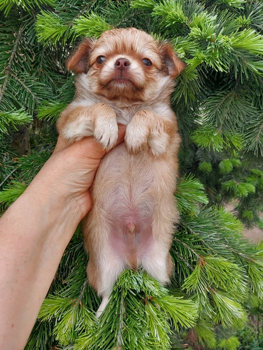 Продаю щенка чихуахуа
