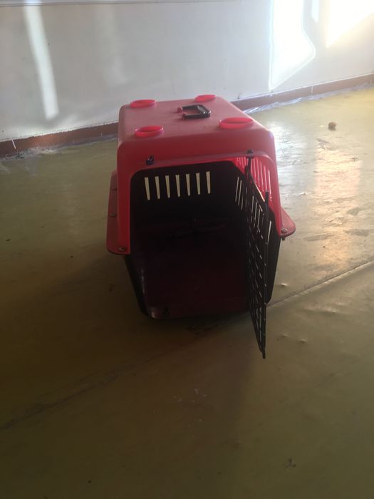 Скоттиш фолд 8 ойли