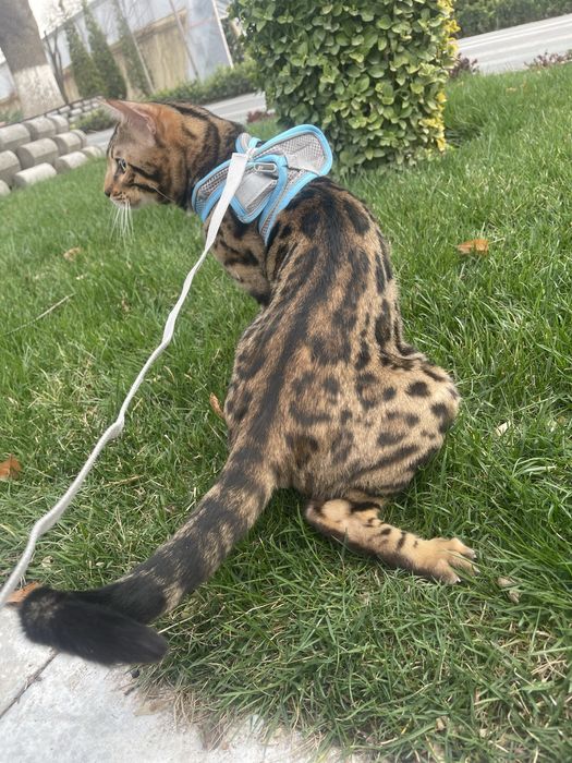 Kastritsa qilinga erkak bengal
