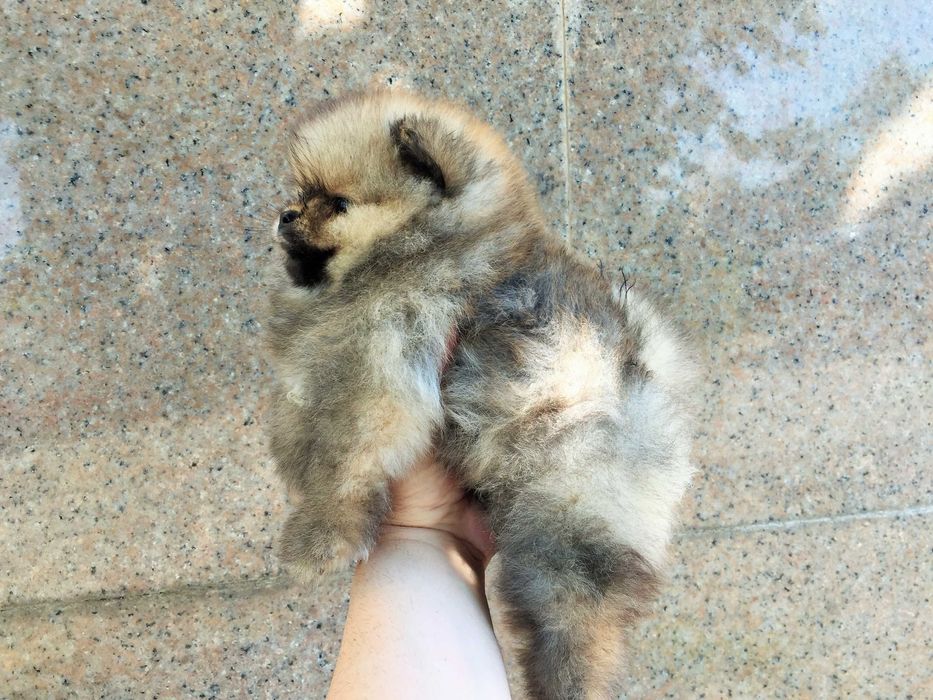 Померан мини Померанчета