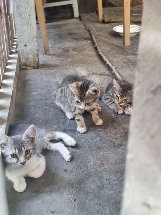 Ofer pisici spre adoptie