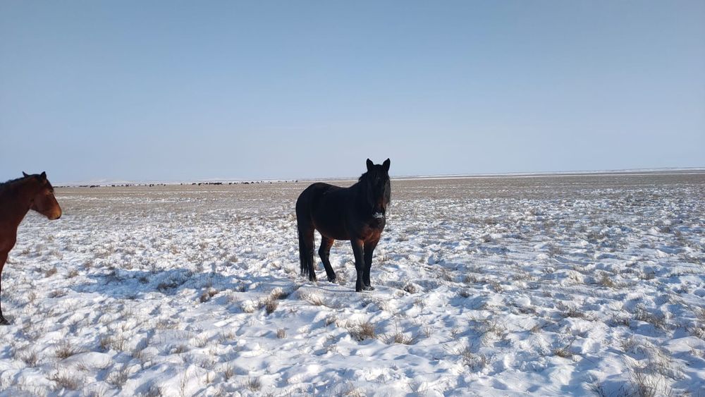 Жеребец Айгыр!!!