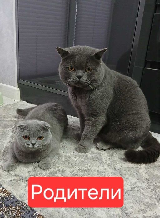 Элитные котята от чистокровных родителей!!!