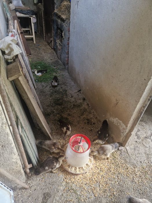Rățuște Mute 5 bucăți