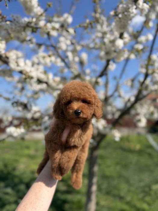 Baietel Poodle Red Toy