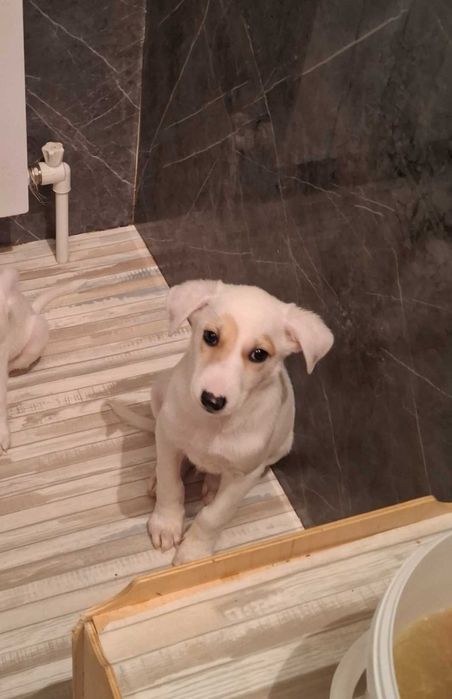 отдам в добрые руки щенков