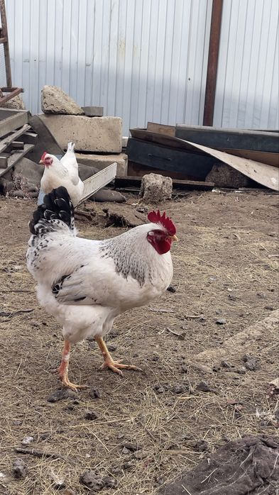 Петух Ломанбраун Адлер