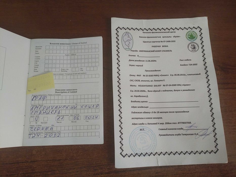 Продам американского кокер-спаниель