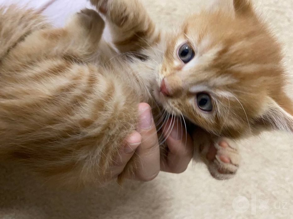 4 ta sariq mushukchalar, onasi zotdor (Turkish angora), otasi uy mushu