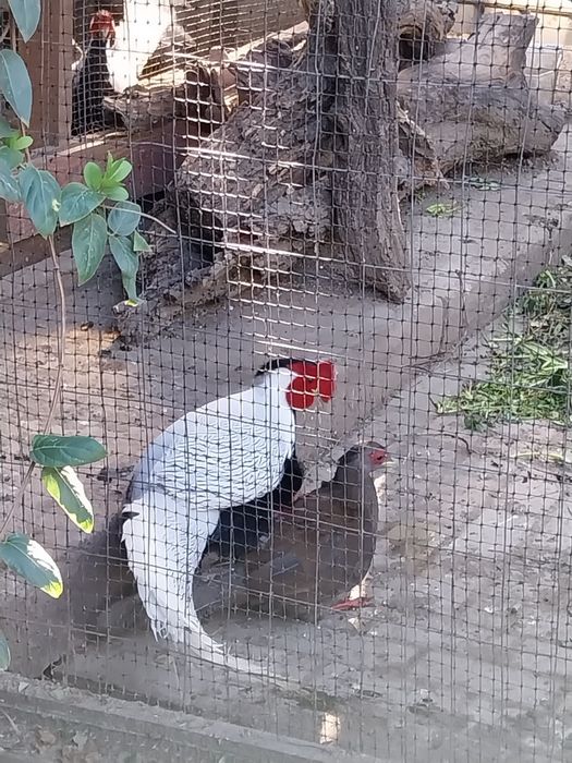 Fazani argintii  adulți