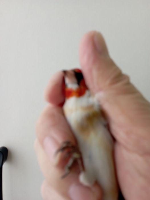 Продам щегла белобородого.